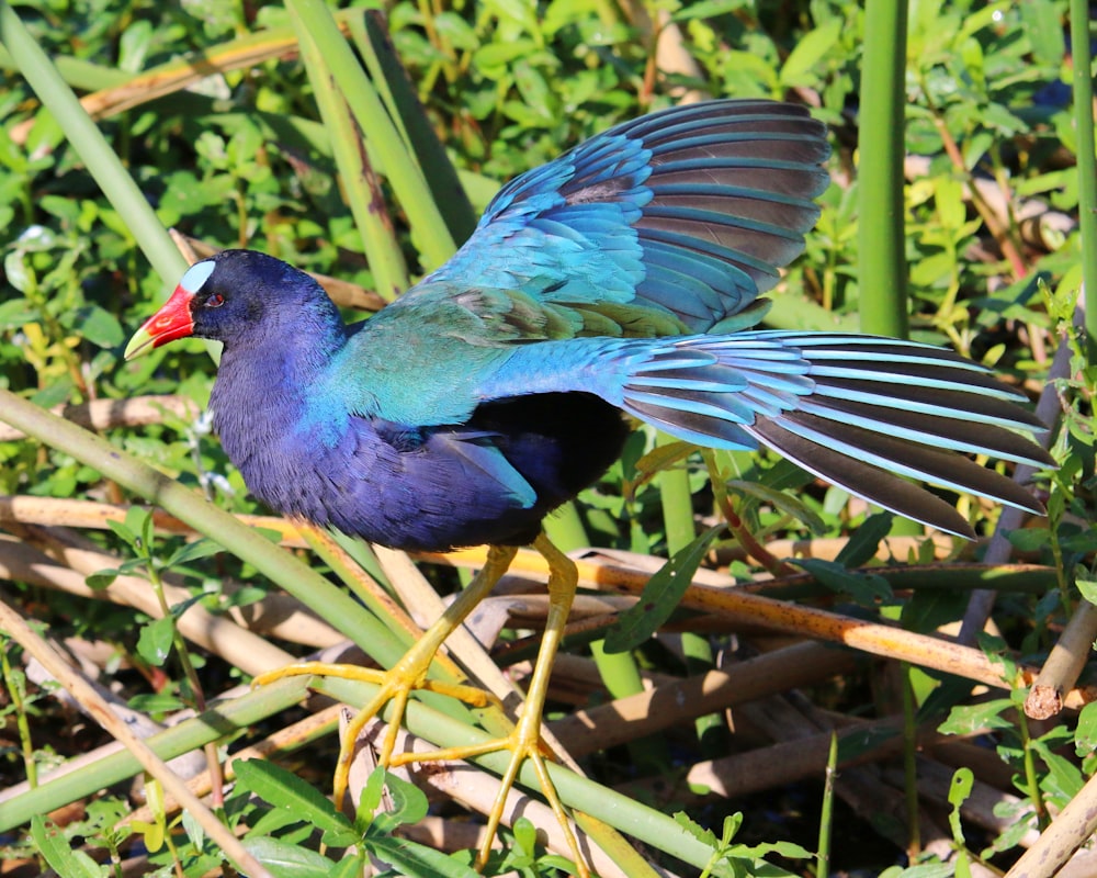 a blue bird with its wings spread out in the grass