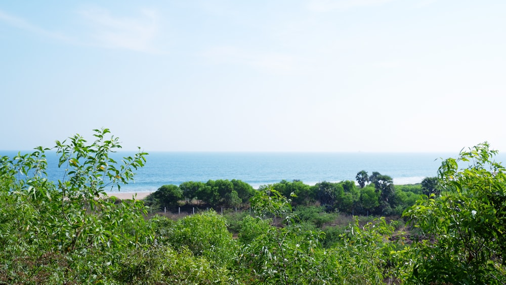 a view of the ocean from a wooded area