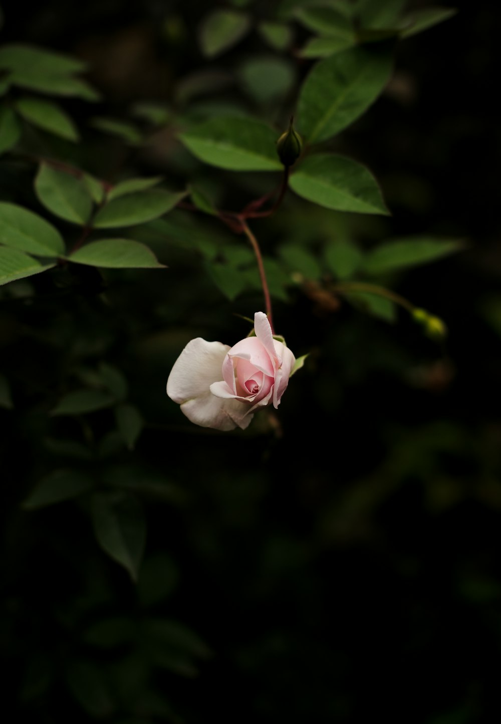 a single white rose with green leaves in the background