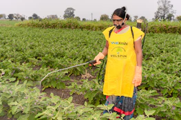 a woman in a yellow apron is spraying water on a field
