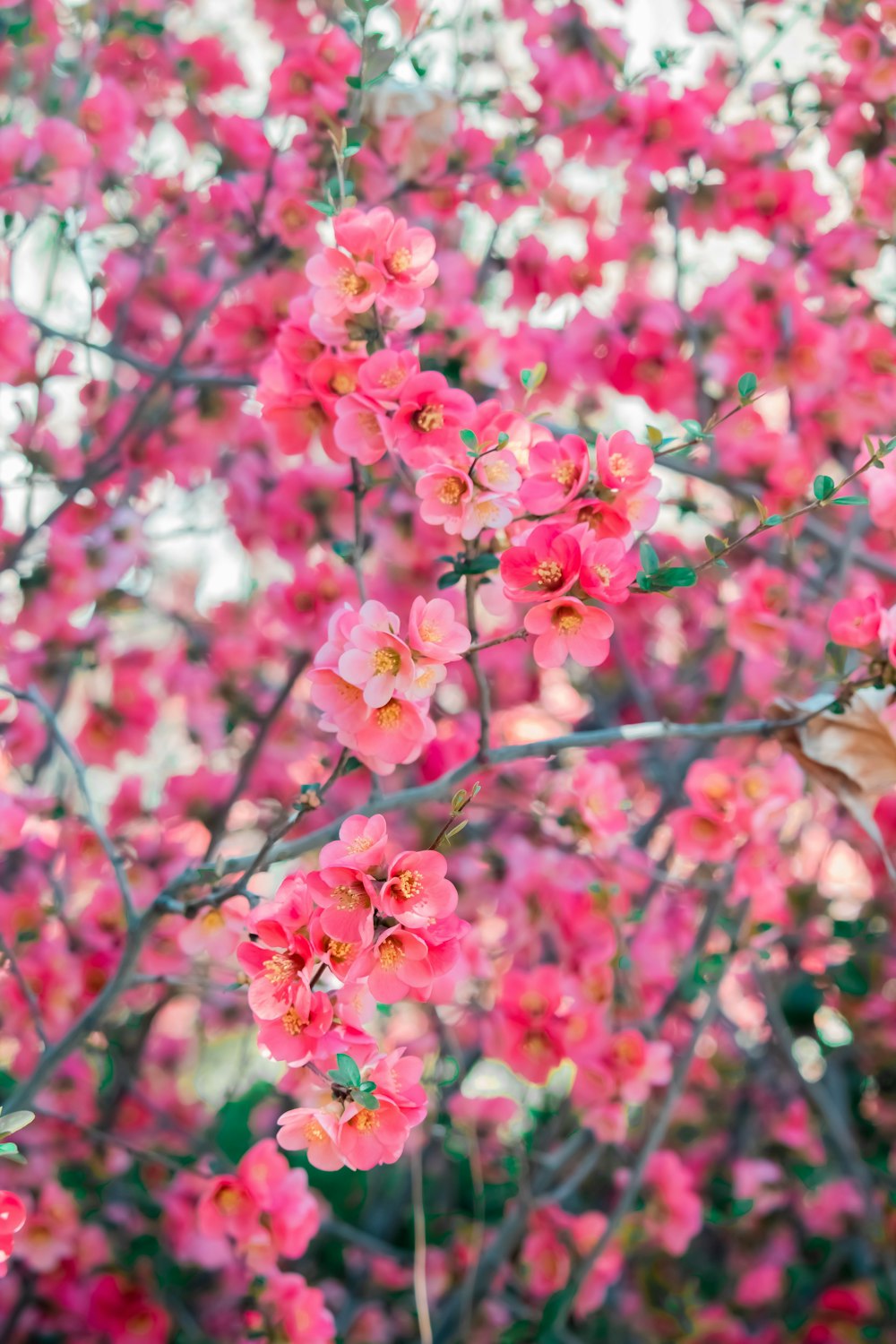 a cat sitting on a branch of a tree with pink flowers