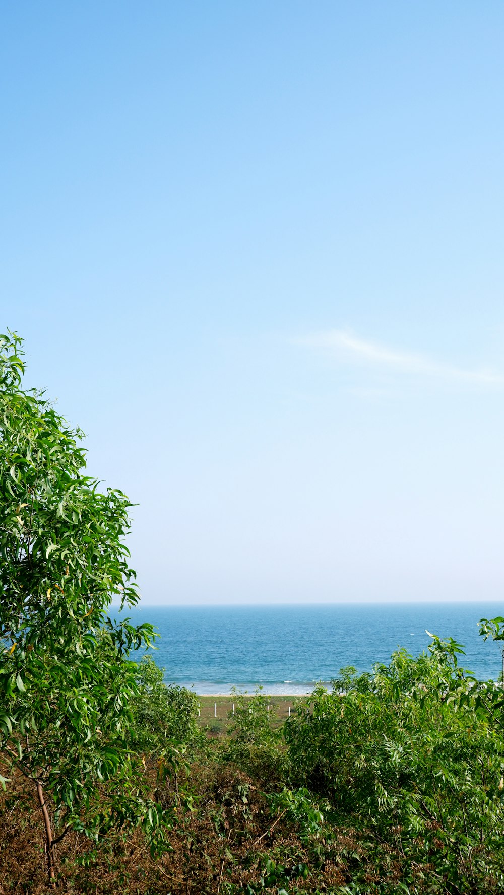 a view of the ocean from a wooded area