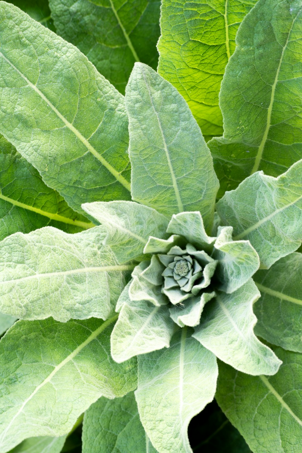 a close up of a green plant with leaves