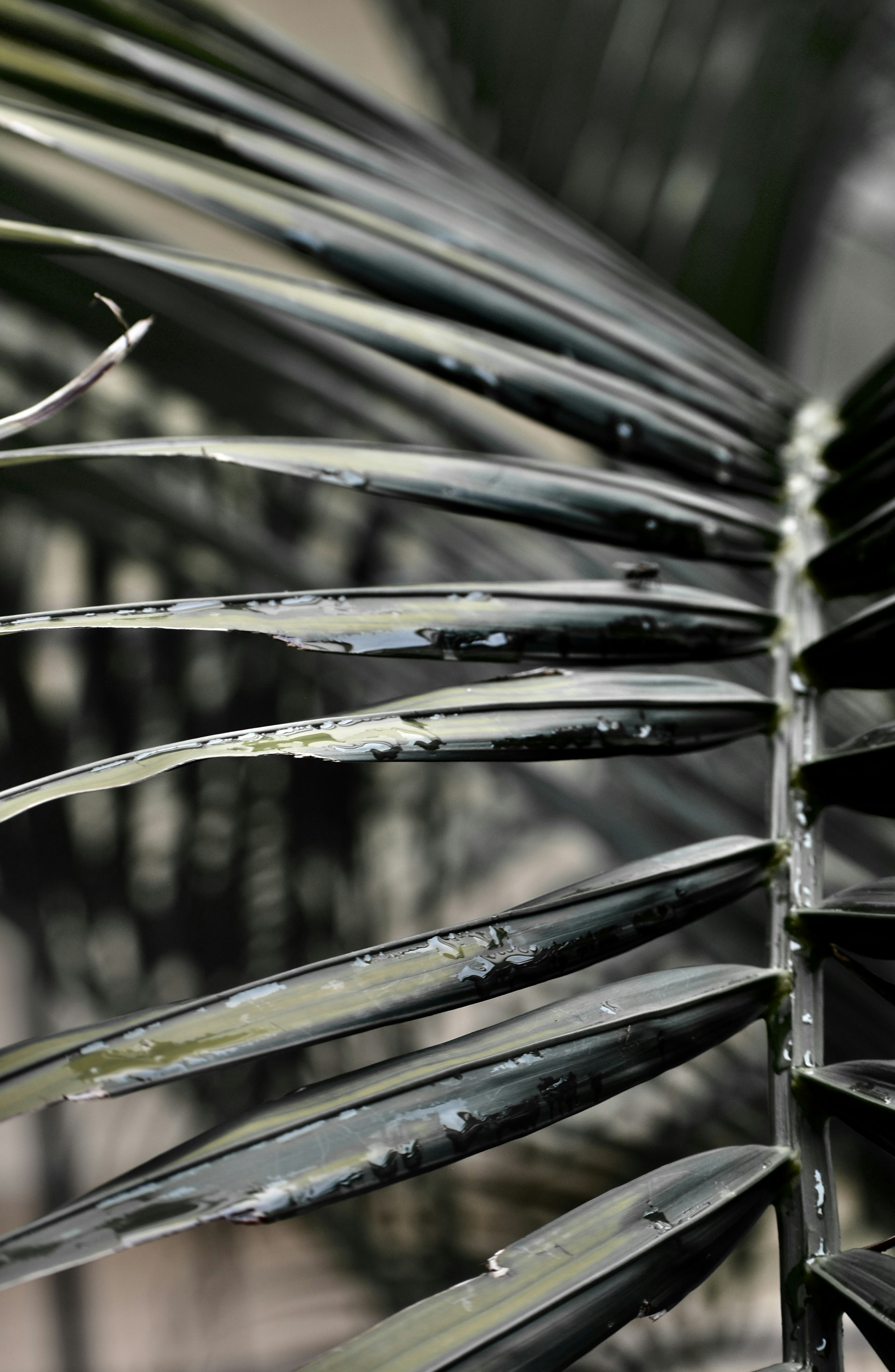 a close up of a palm leaf with water droplets on it
