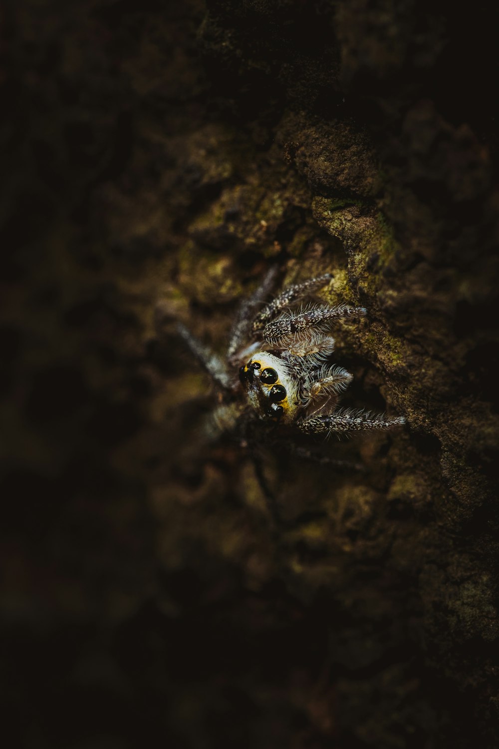 a close up of a spider on a rock