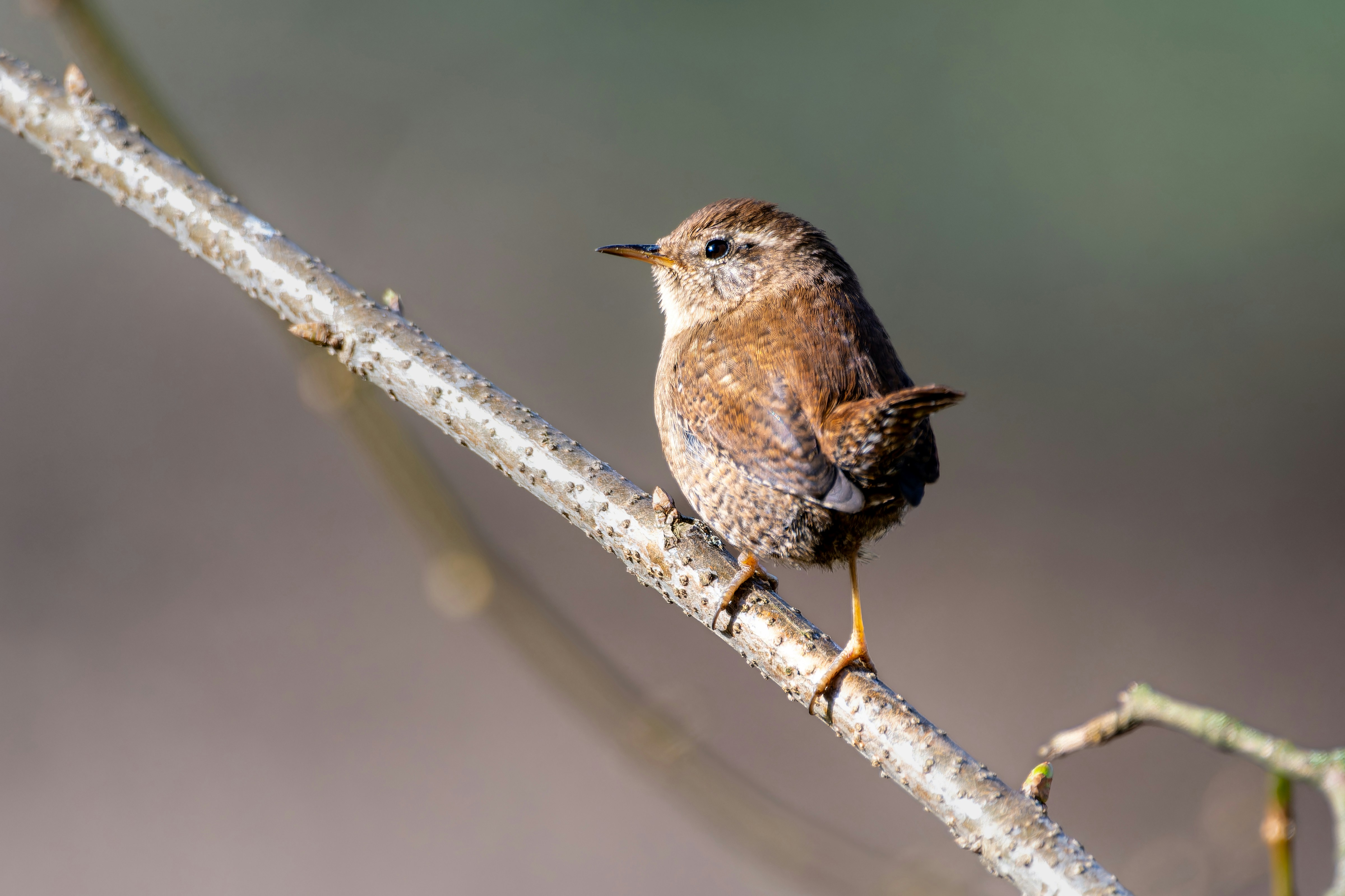 Photo by siegfriedpoepperl