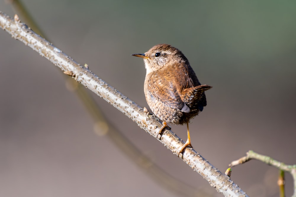 a small brown bird sitting on a branch