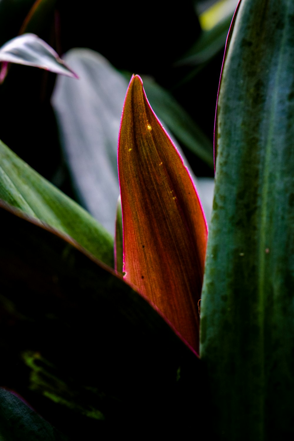 a close up of a red and green plant