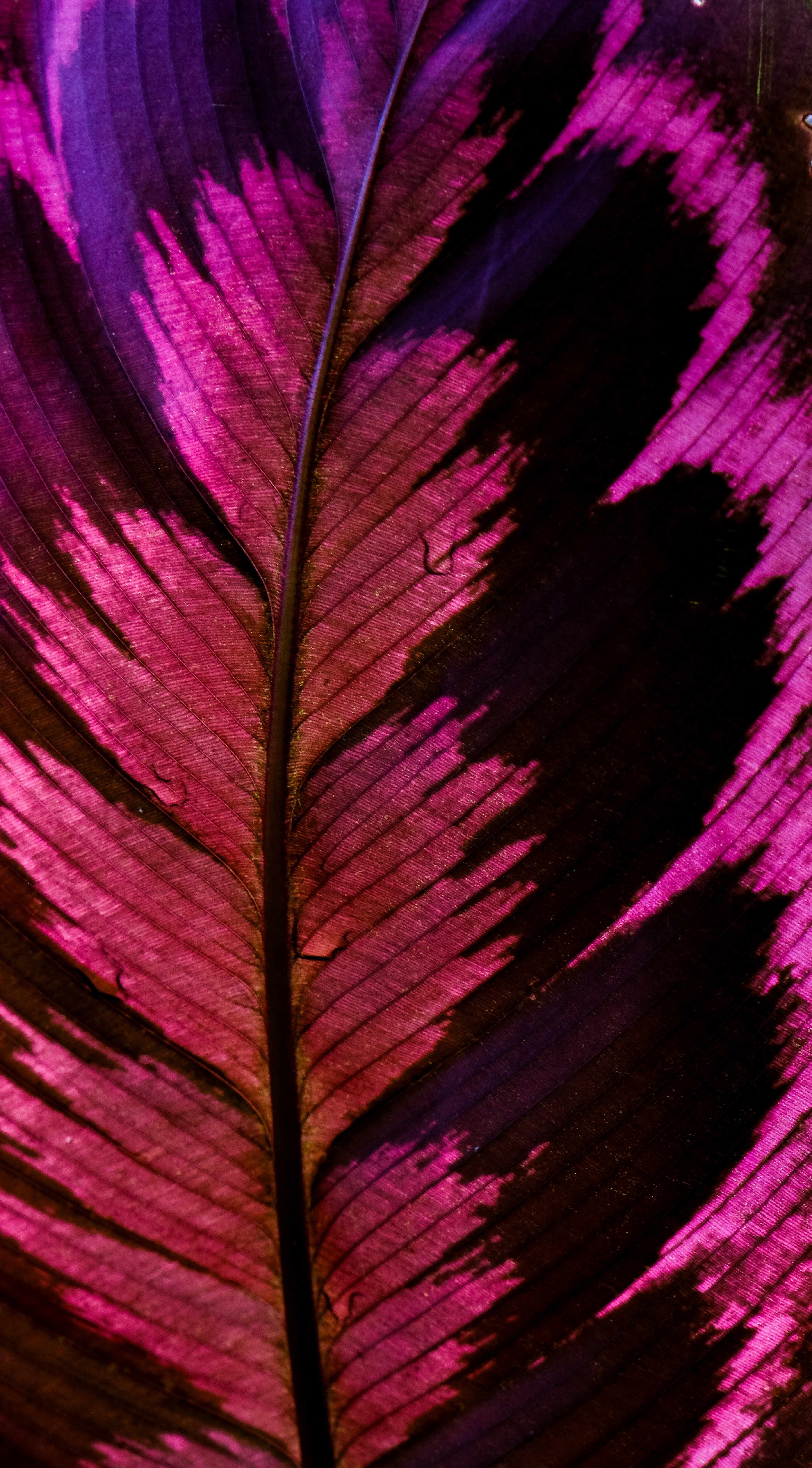 Photo by cestmoisheedy