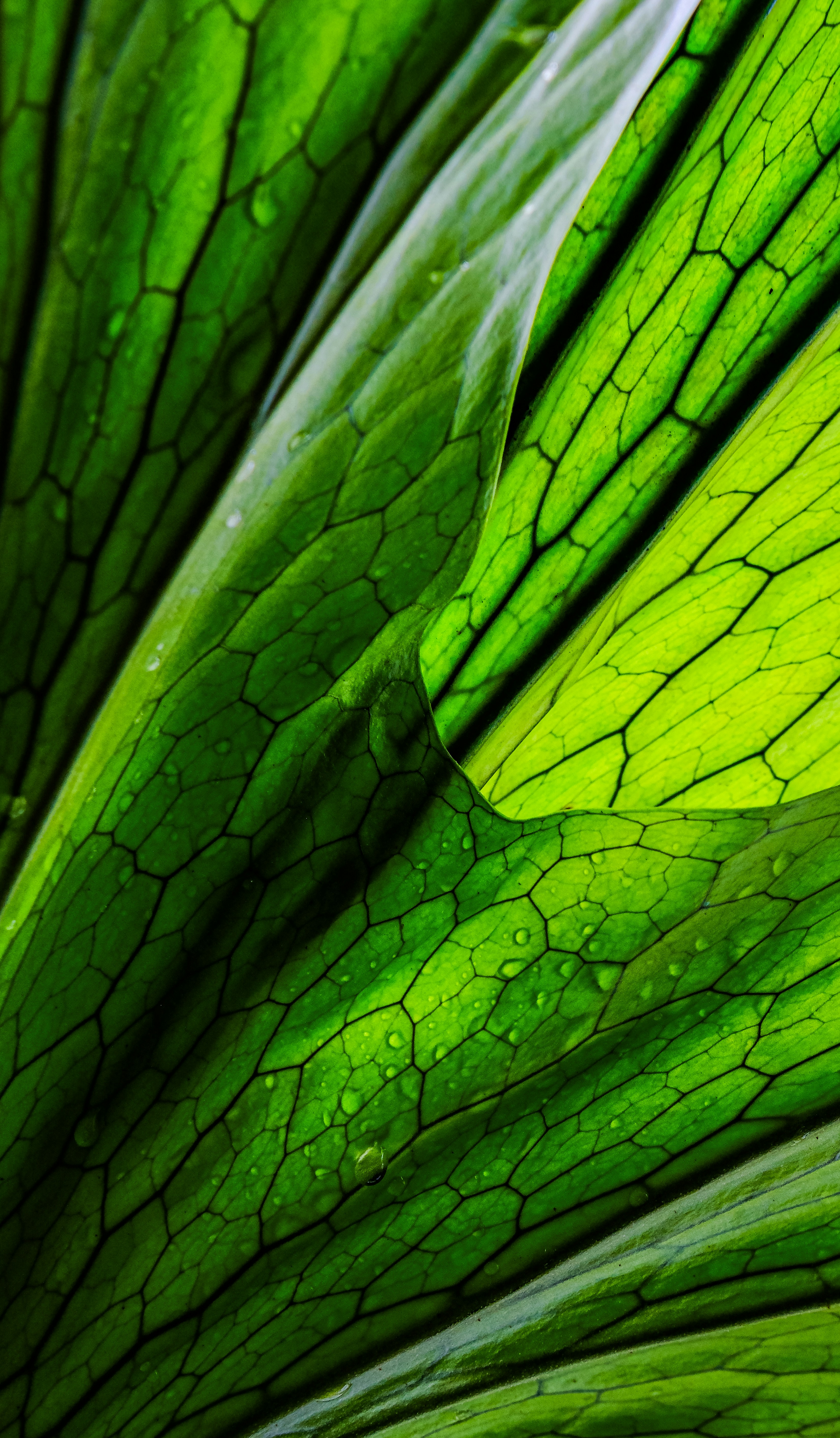 Photo by cestmoisheedy