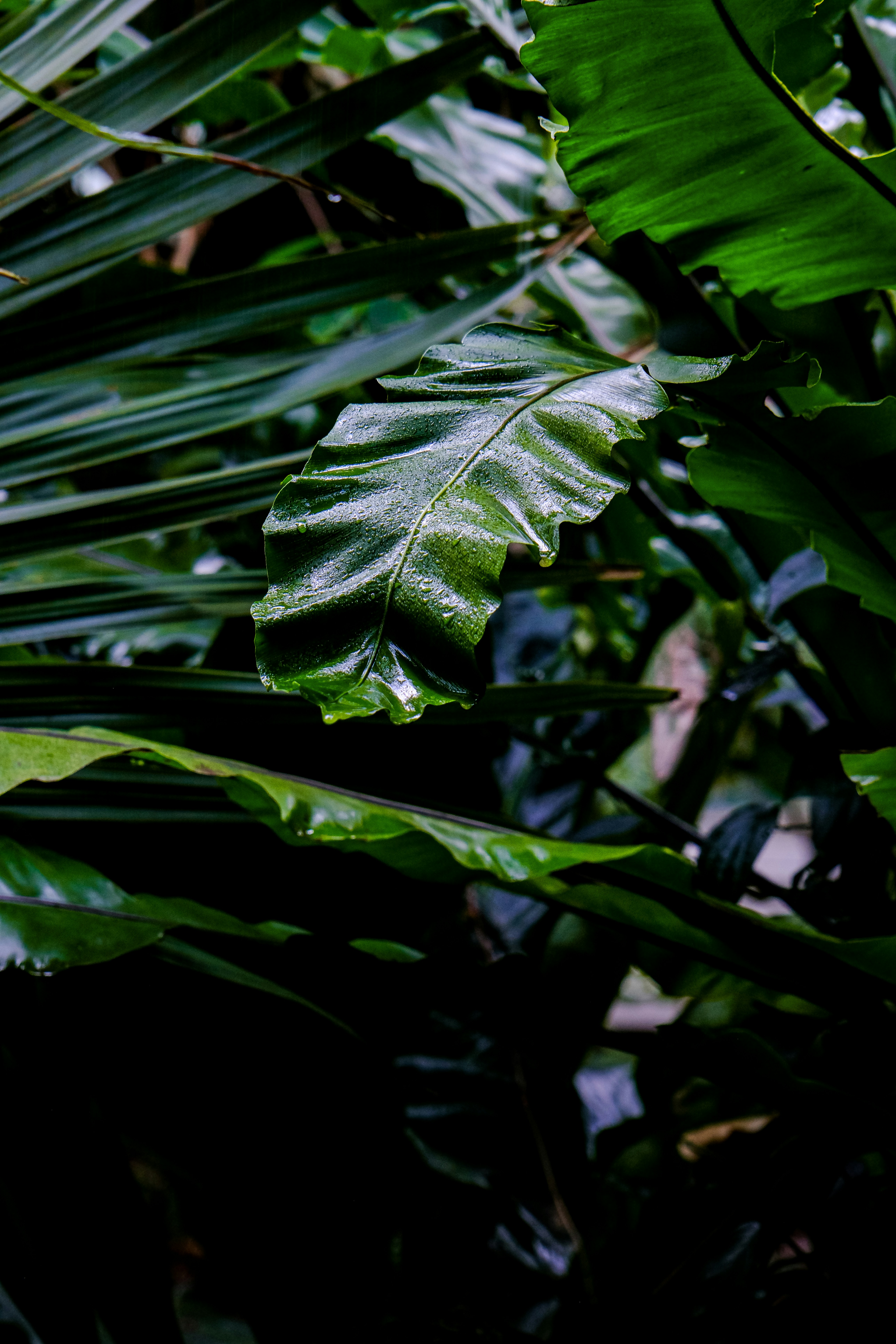 Photo by cestmoisheedy