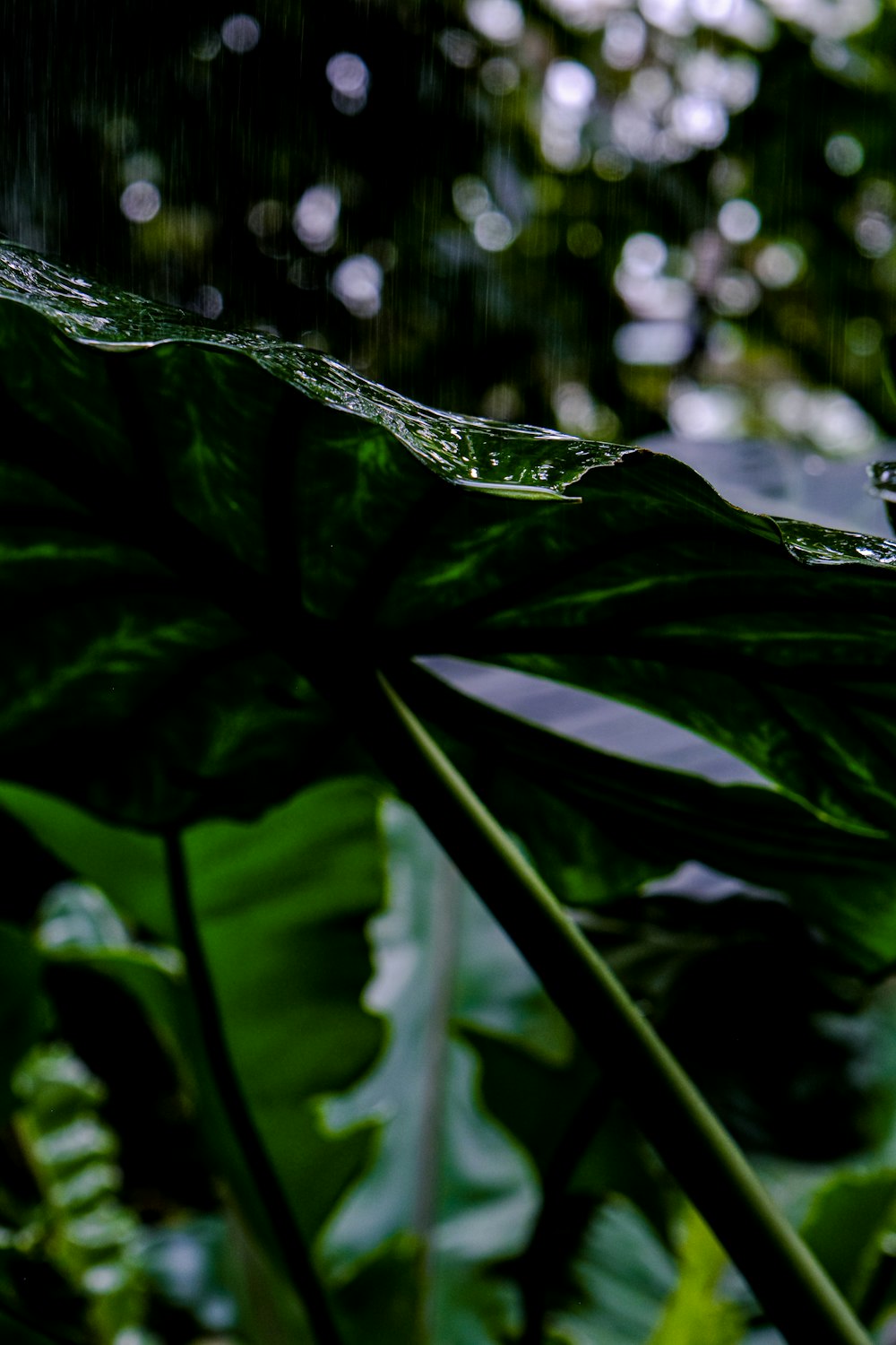 a close up of a leaf with water droplets on it