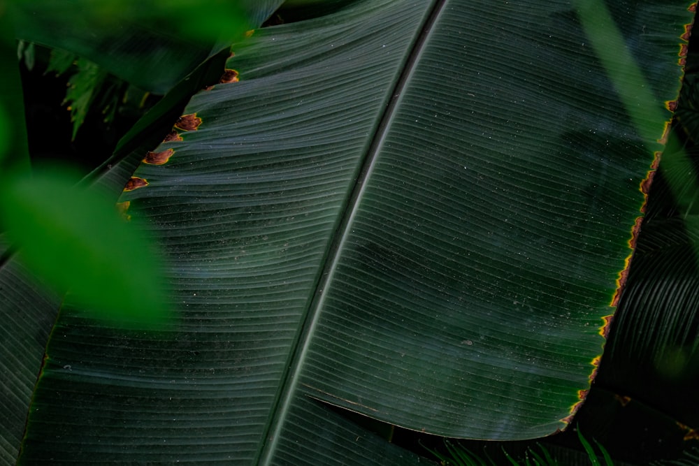 a close up of a large green leaf