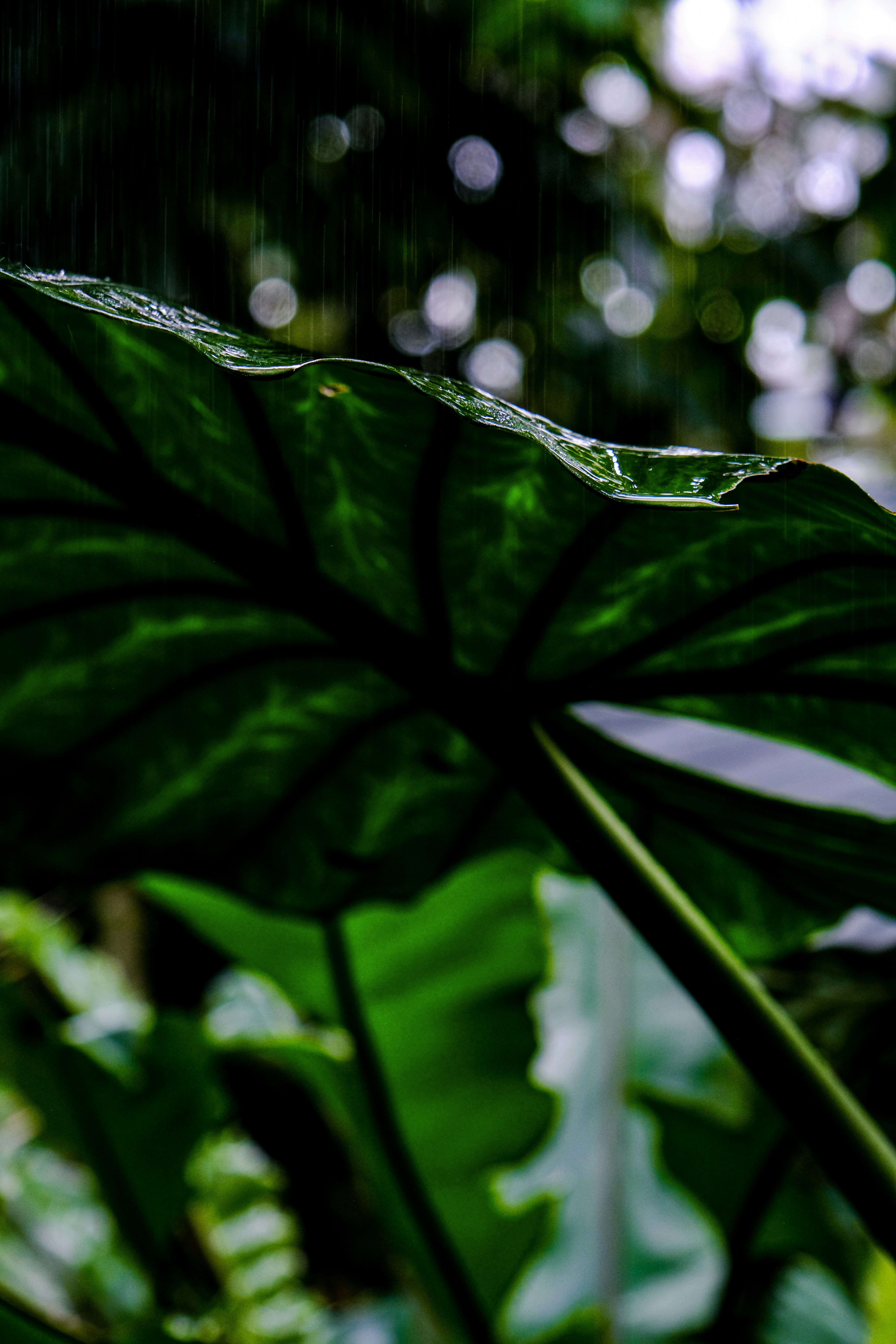 Photo by cestmoisheedy