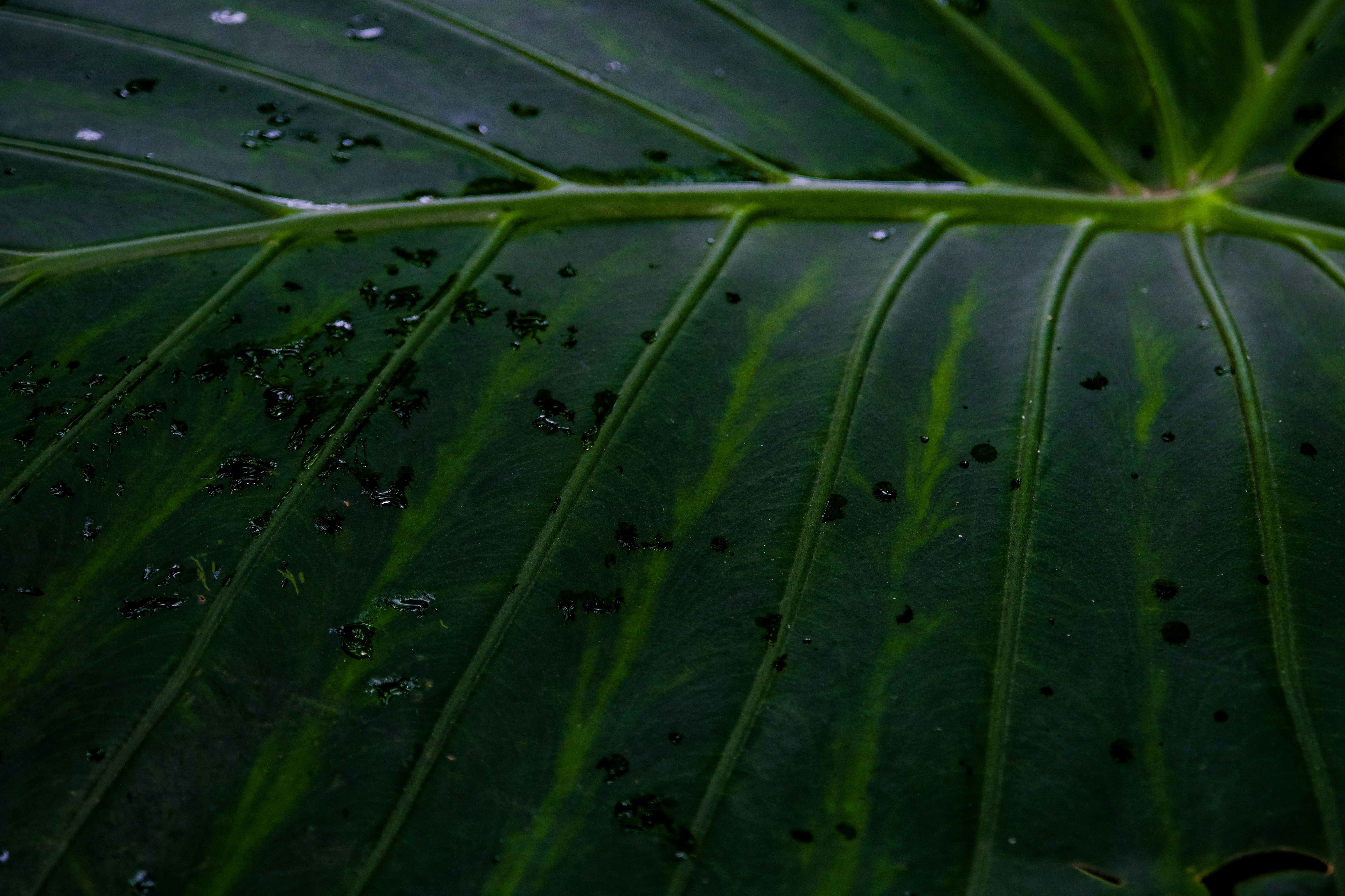 Photo by cestmoisheedy