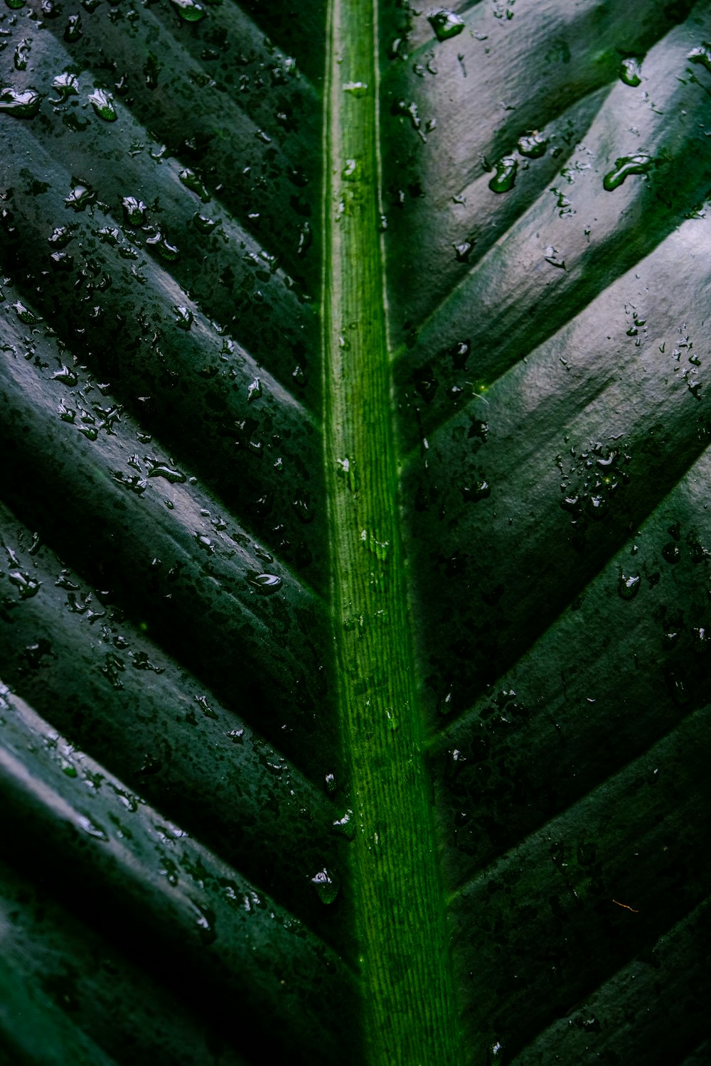 a green leaf with water droplets on it