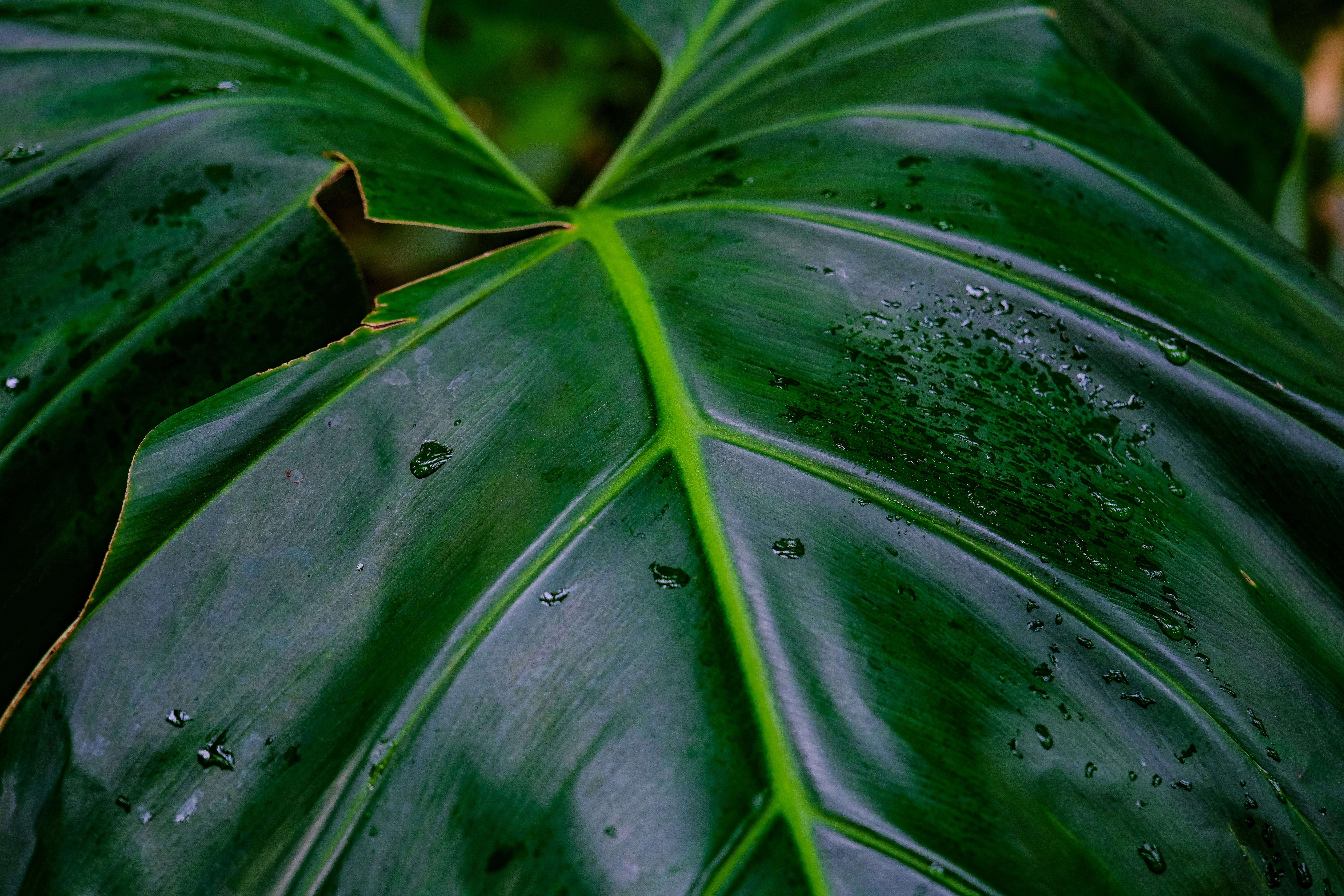 Photo by cestmoisheedy