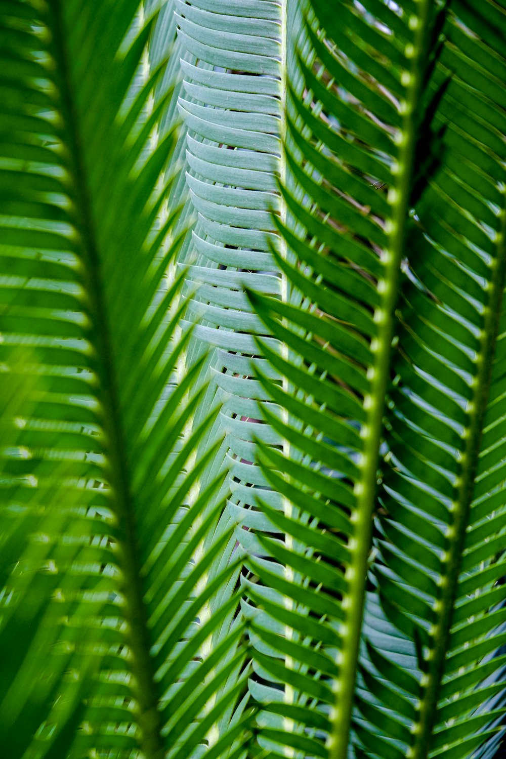 a close up view of a green leaf