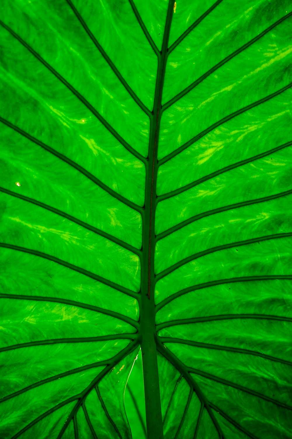 a close up of a large green leaf