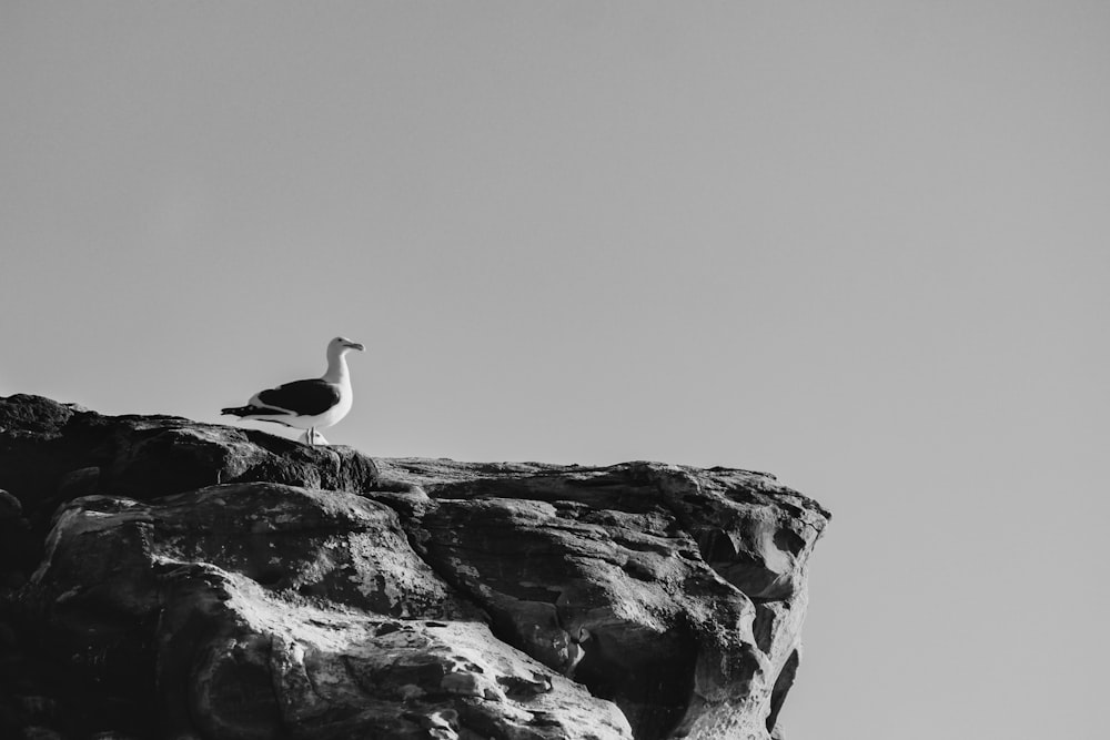 岩の上に座っているカモメの白黒写真
