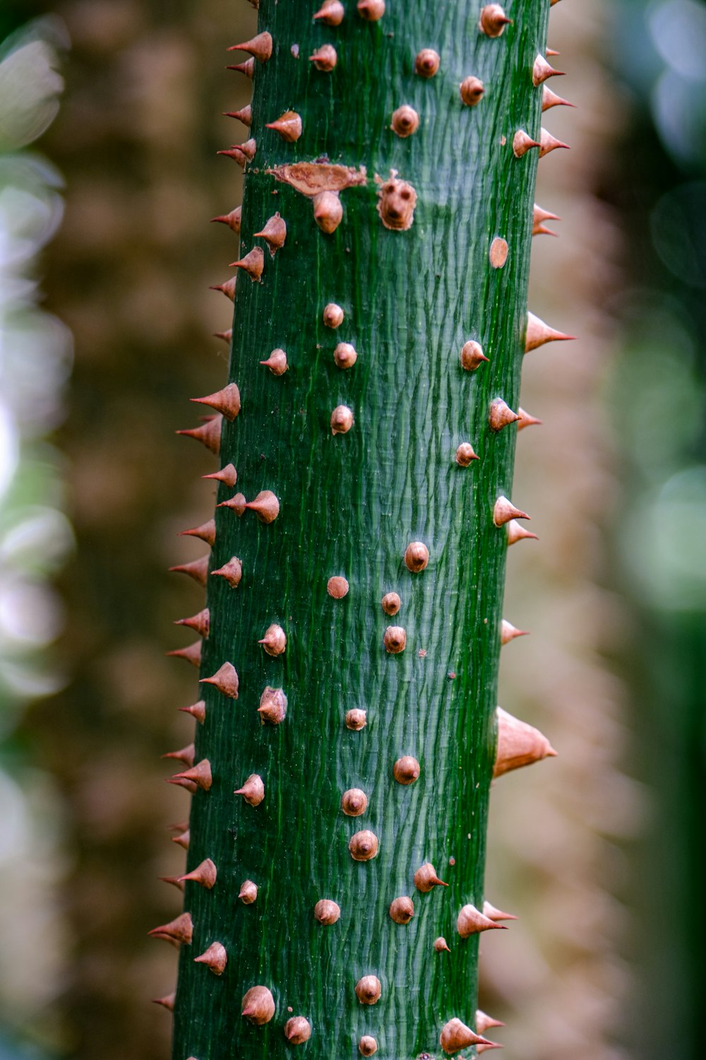 a close up of a green plant with spikes