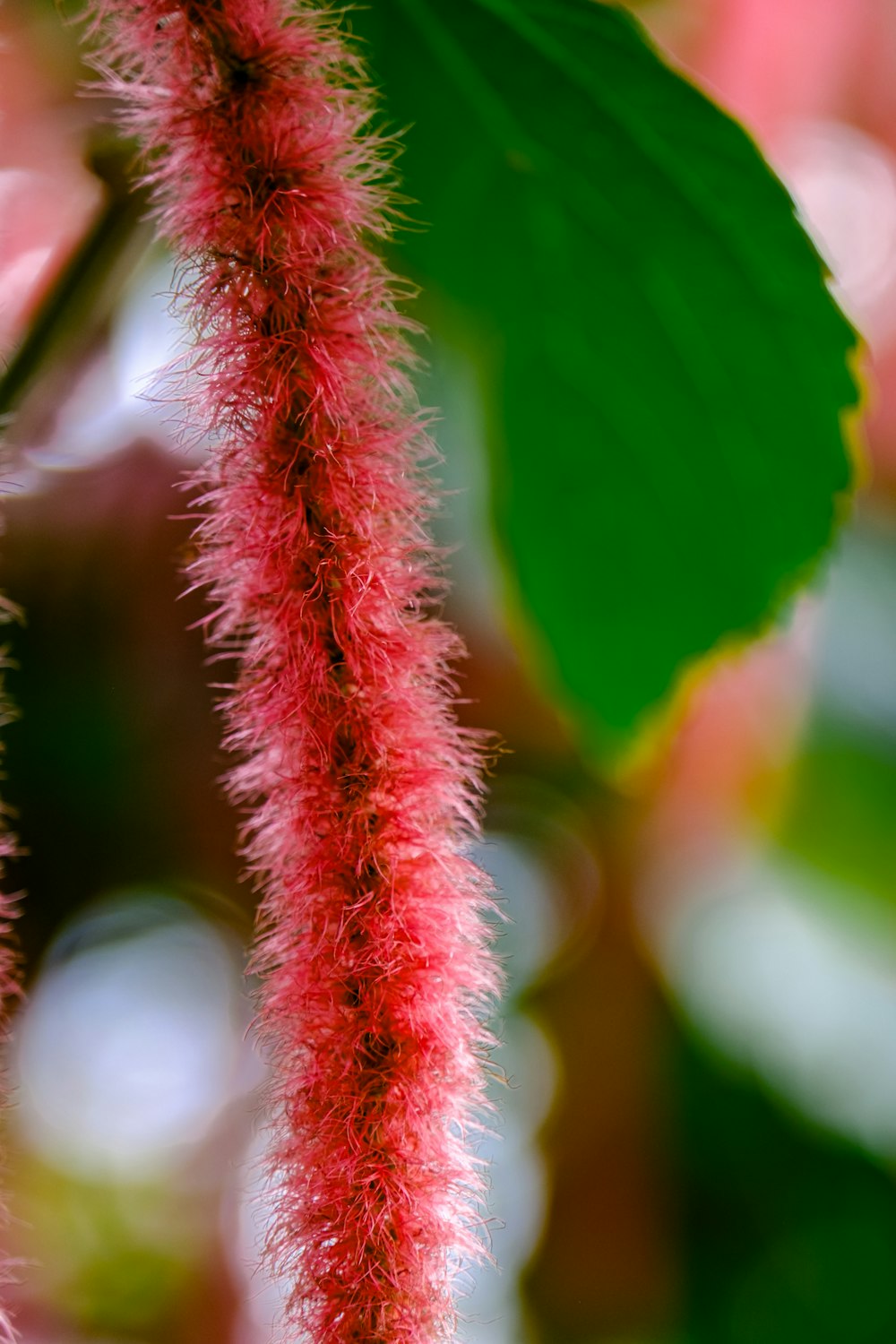 a close up of a red flower with green leaves