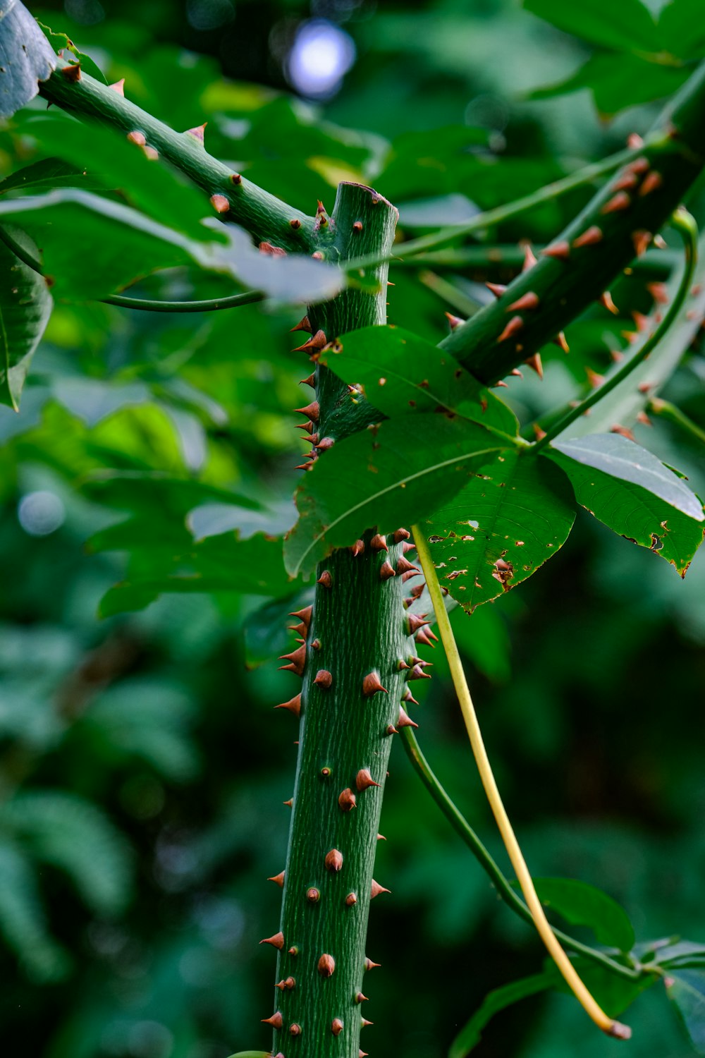 a close up of a plant with lots of leaves