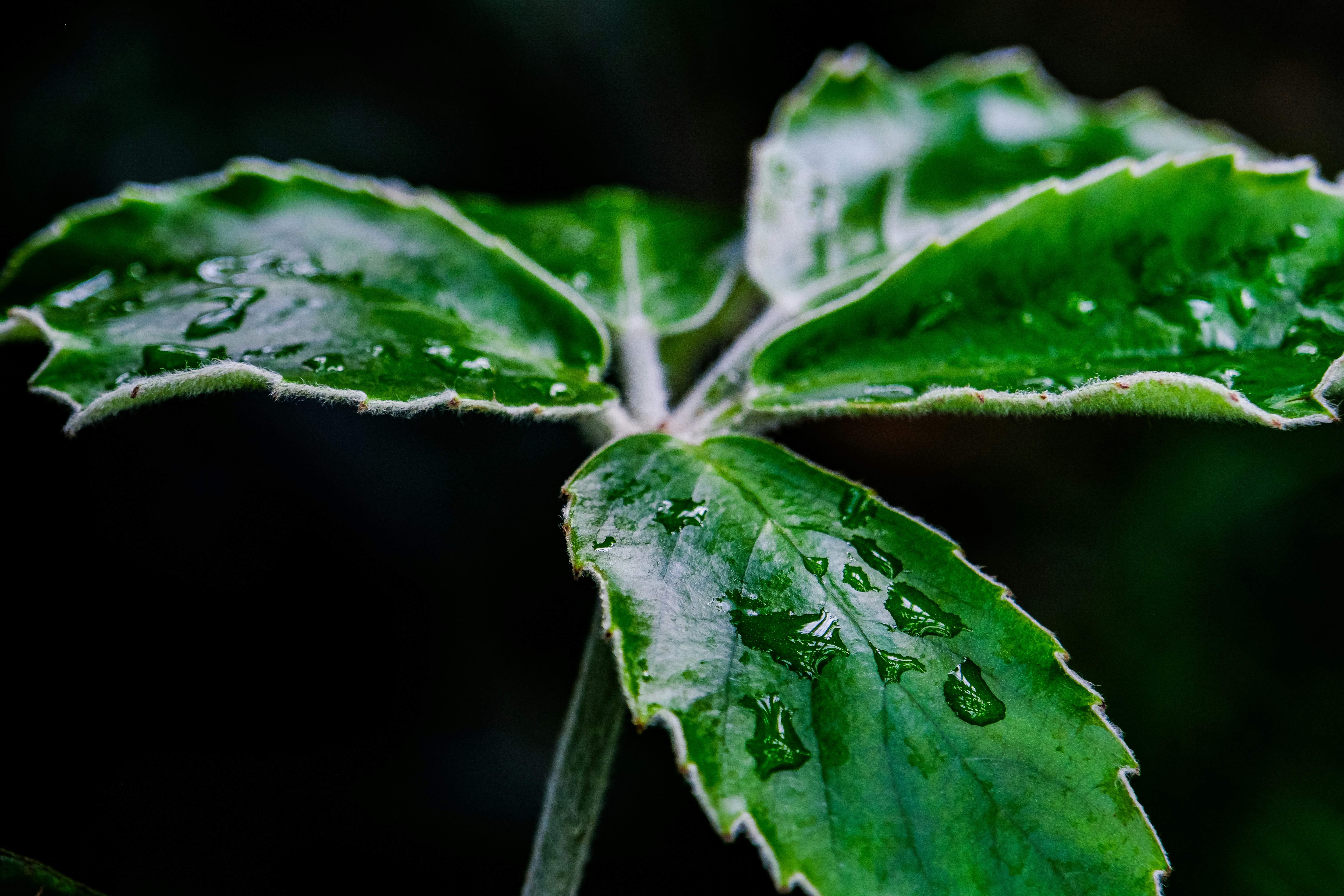 Photo by cestmoisheedy