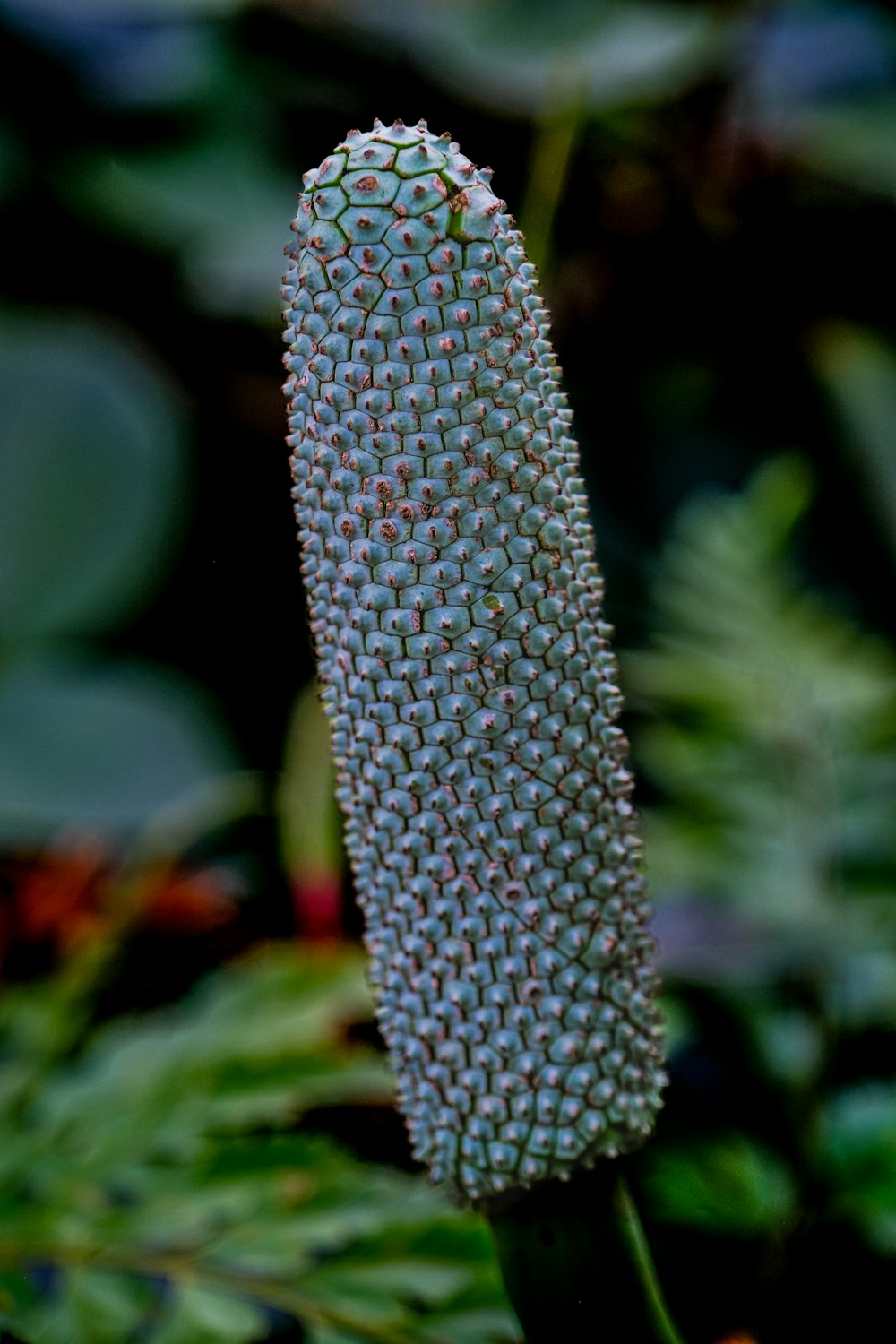 a close up of a flower in a field