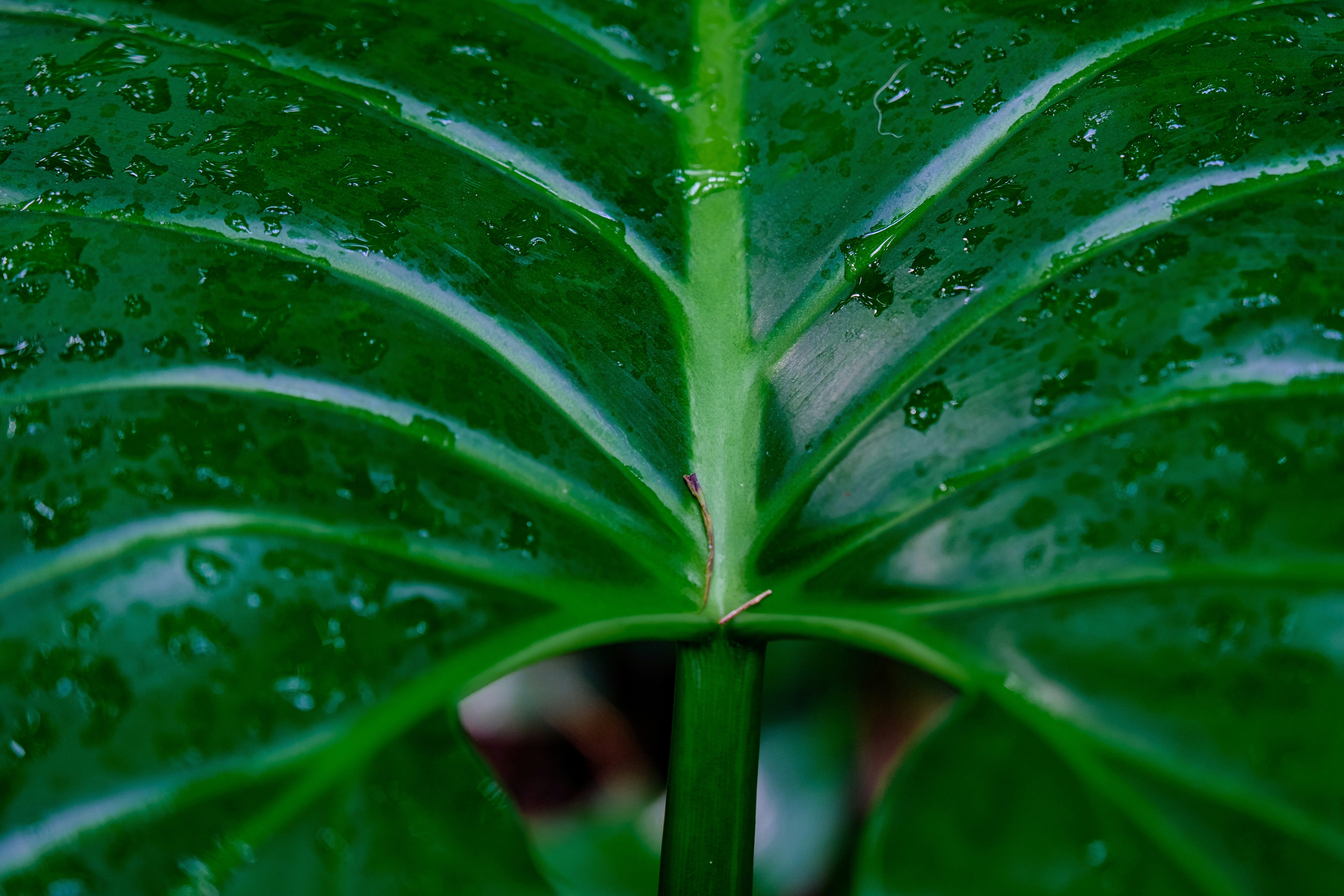 Photo by cestmoisheedy