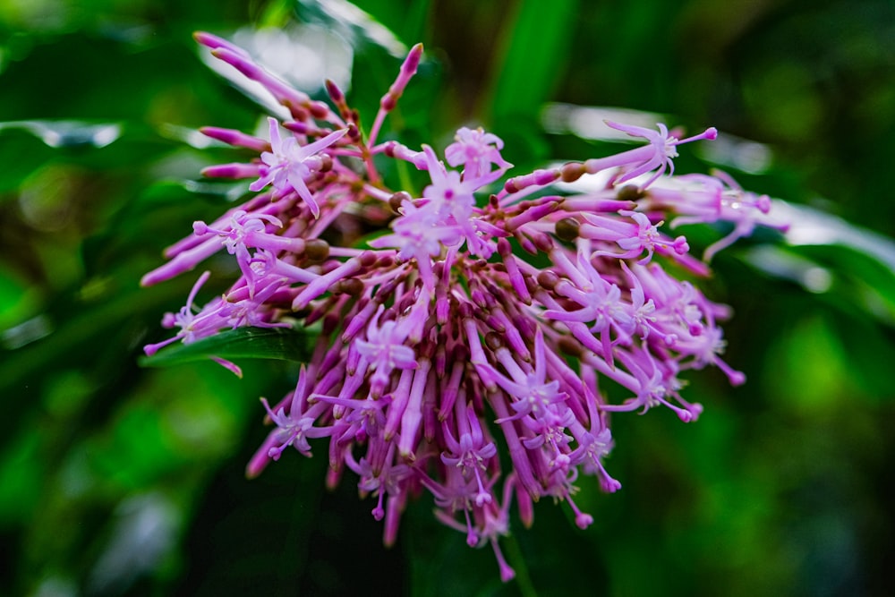 a close up of a purple flower on a plant