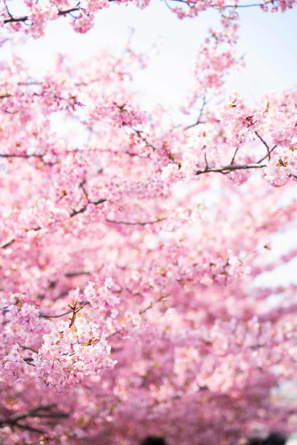 a tree with lots of pink flowers on it