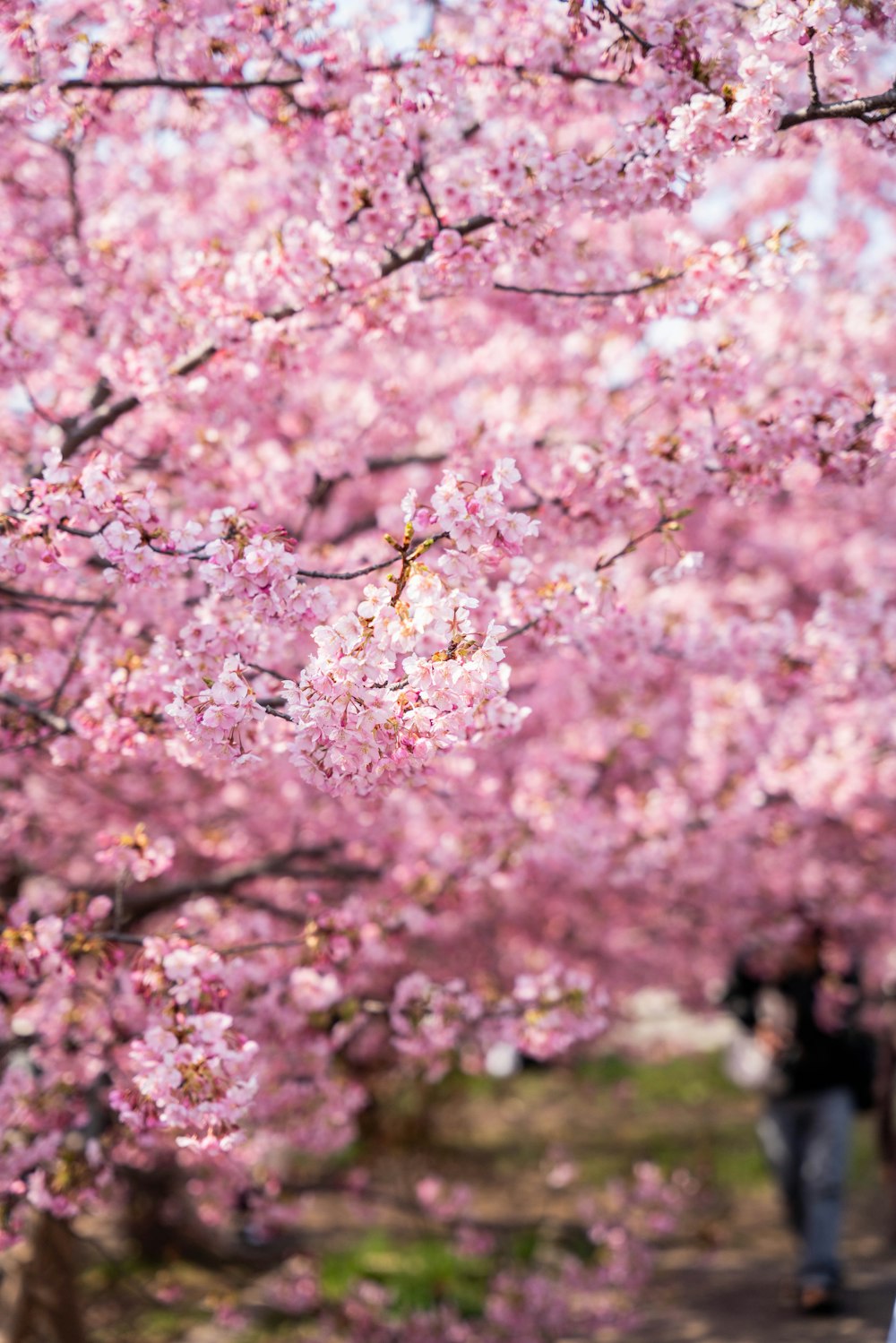 a woman walking down a path under a tree filled with pink flowers