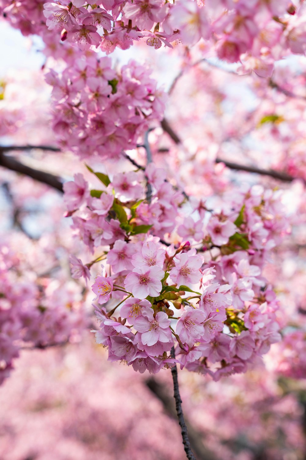 pink flowers are blooming on a tree