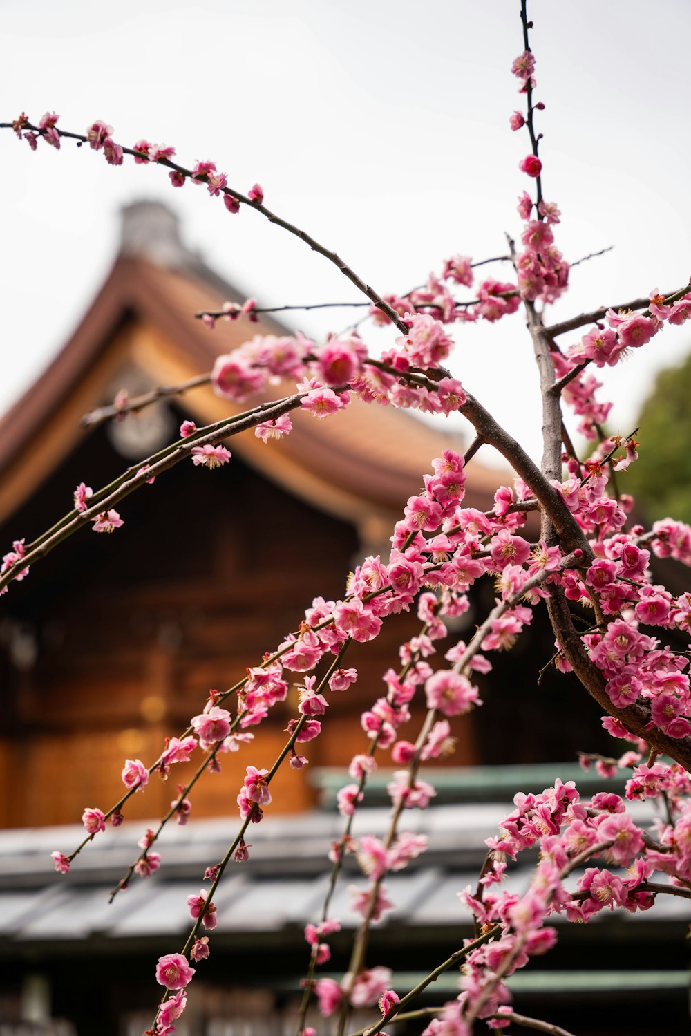 建物の前にピンクの花を咲かせる木