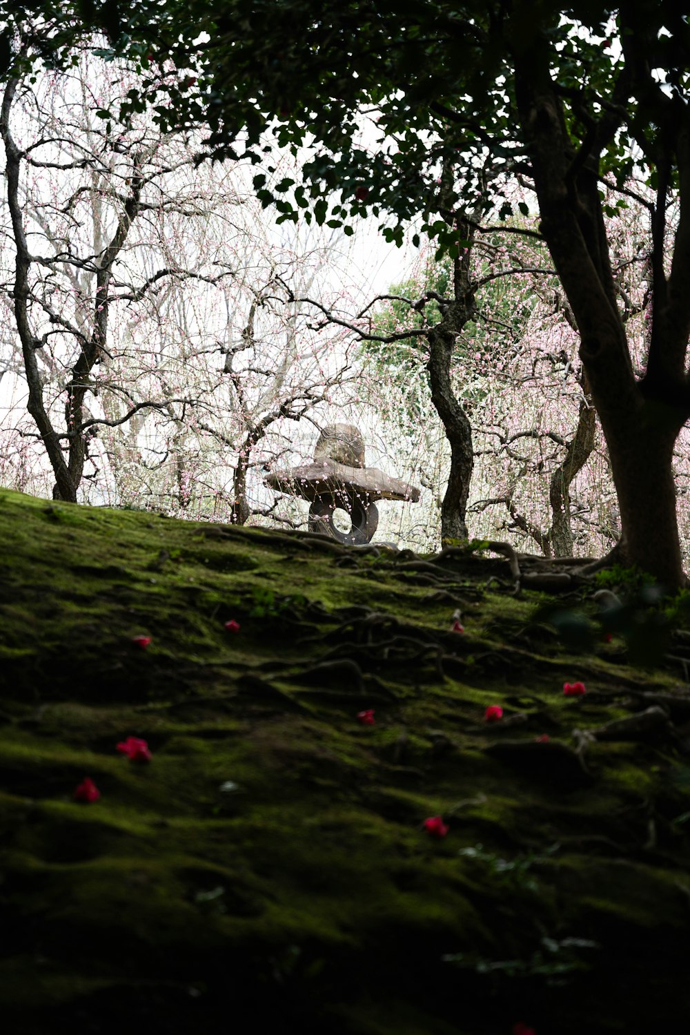 a person riding a bike on a grassy hill