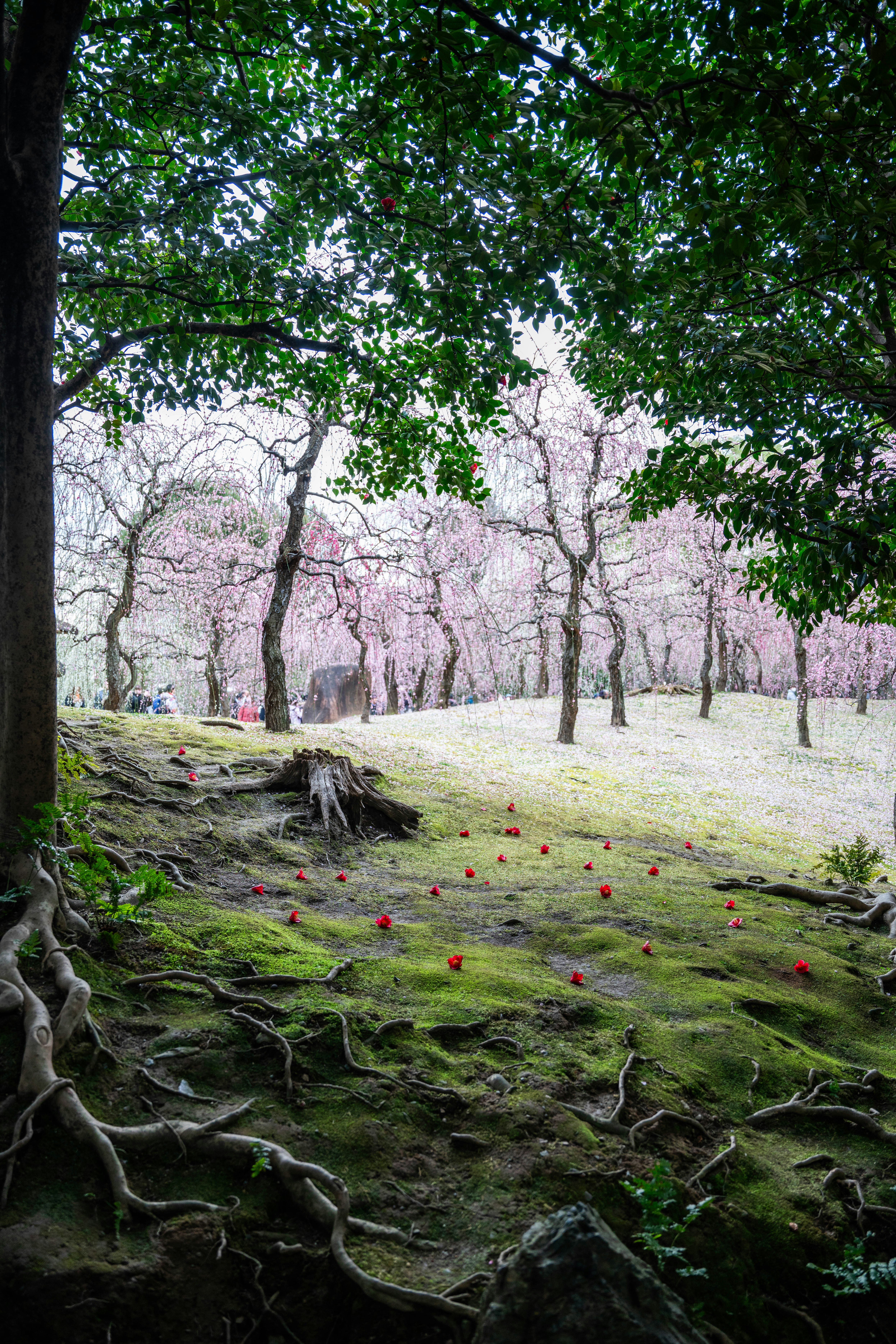 eine Gruppe von Bäumen, die im Gras stehen