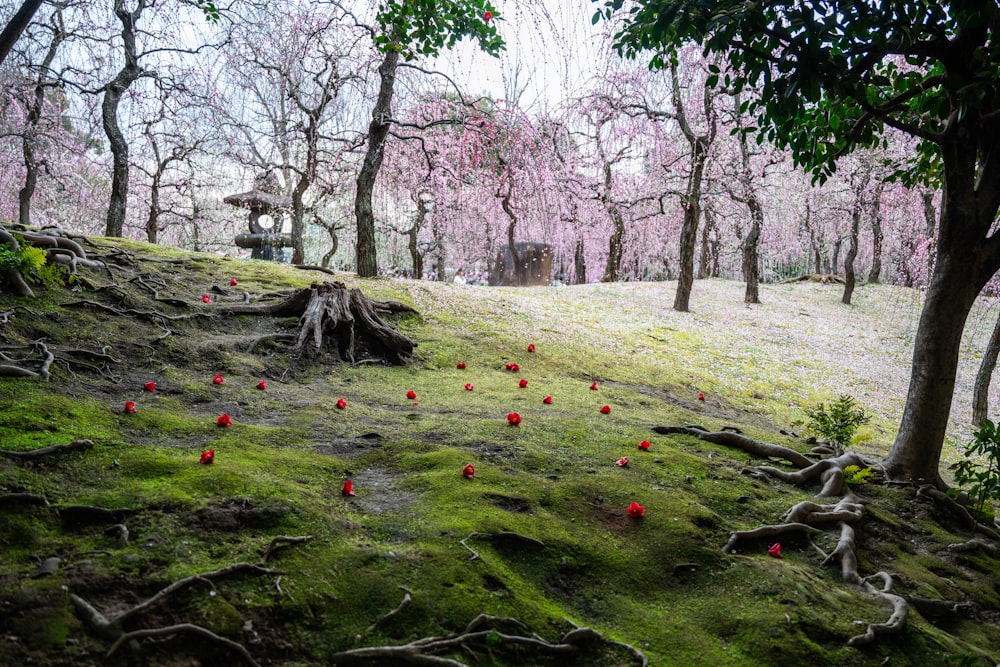 Una collina verde e lussureggiante ricoperta di molti alberi