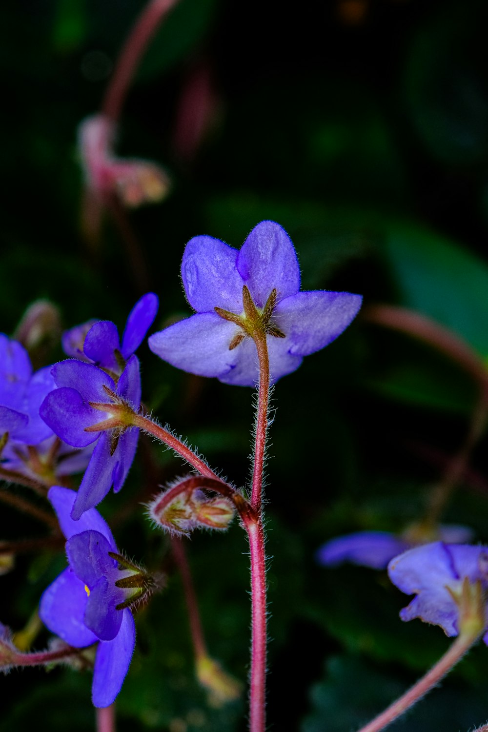 a close up of a purple flower on a plant