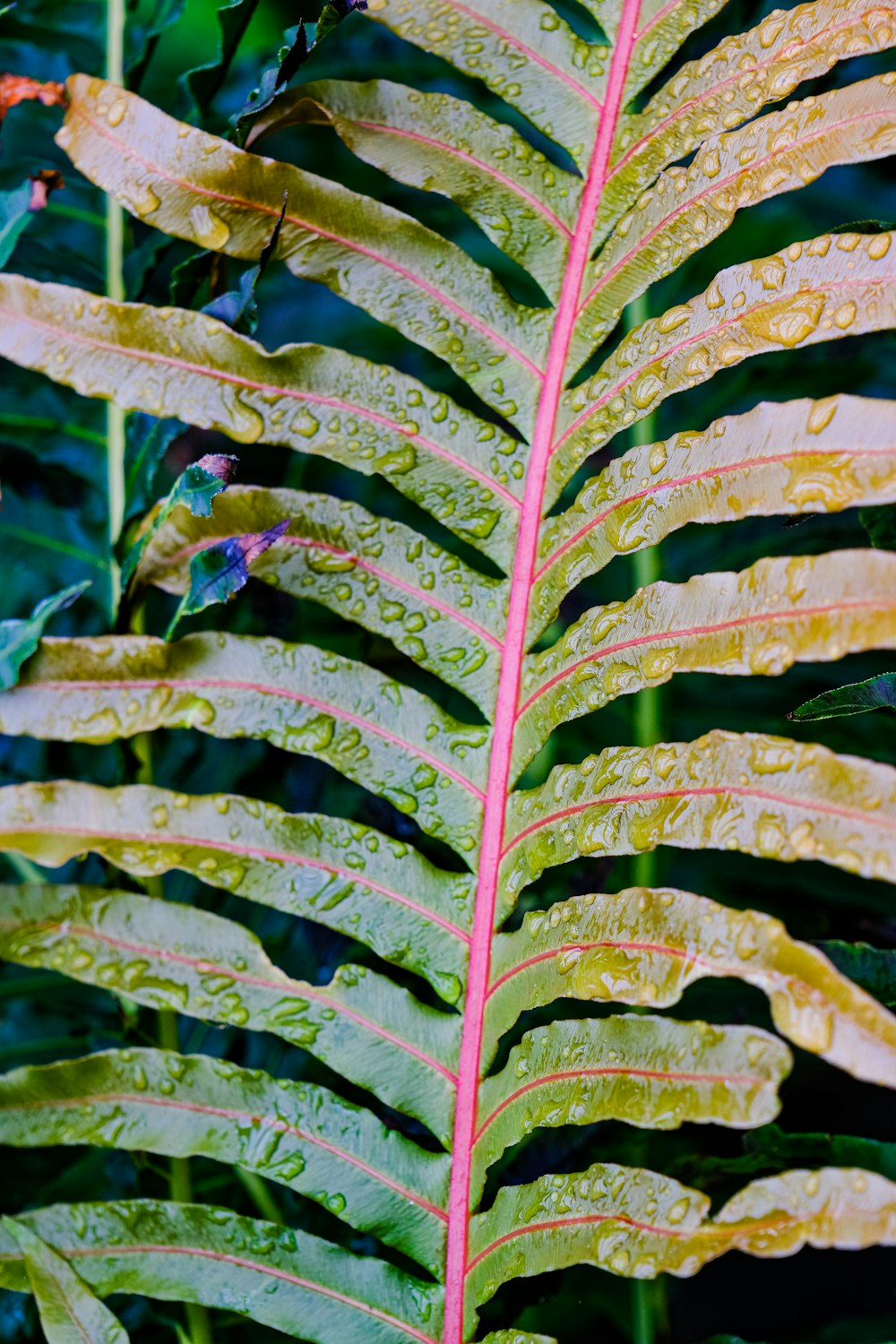 a green leaf with water droplets on it