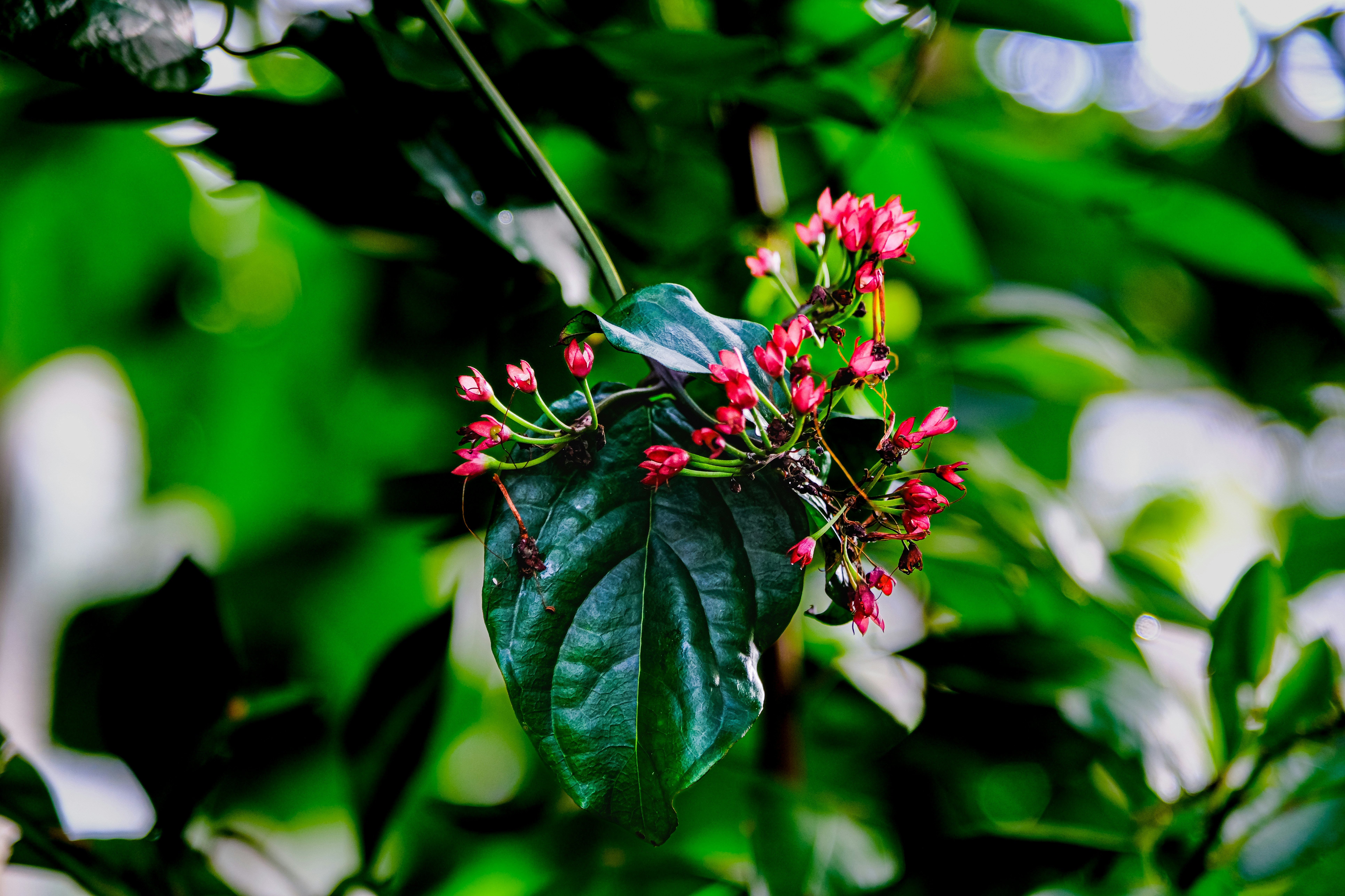 Photo by cestmoisheedy