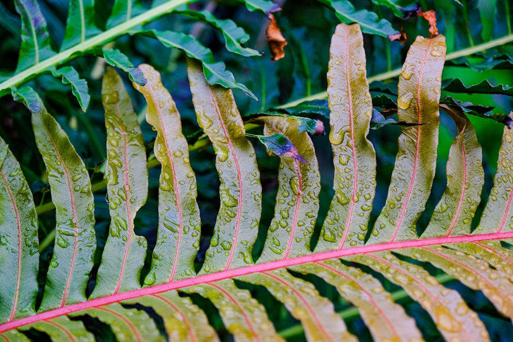 a close up of a green leaf with drops of water on it