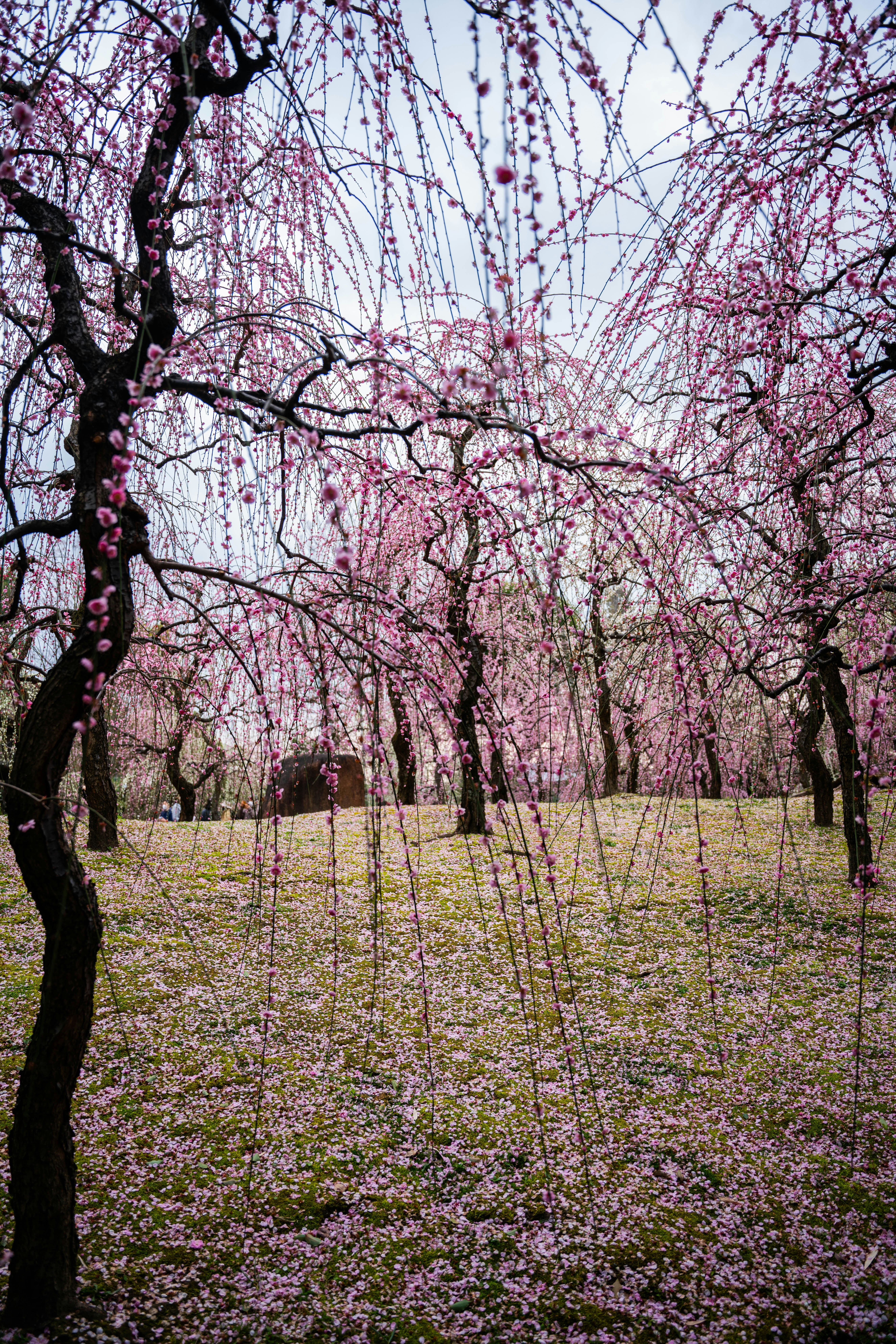 Photo by davidemrich