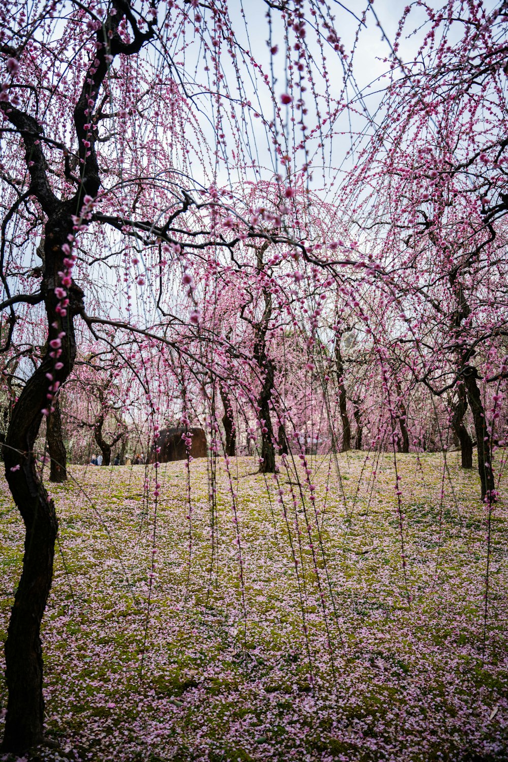 ein Feld voller rosa Blumen und Bäume