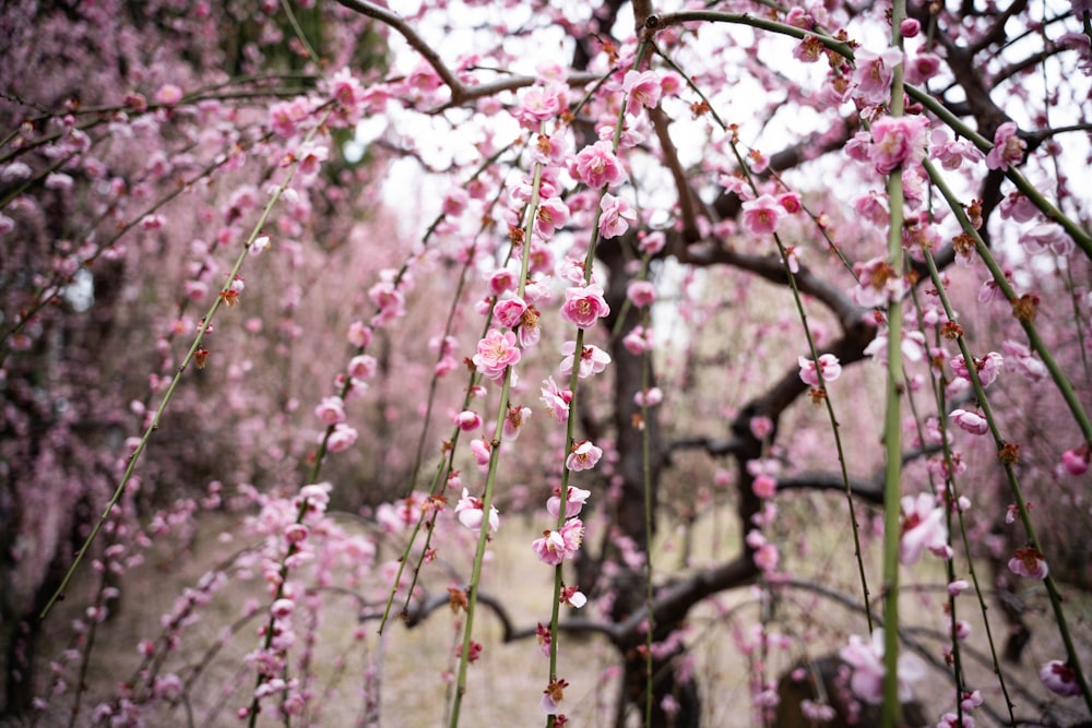 uma árvore com muitas flores cor-de-rosa