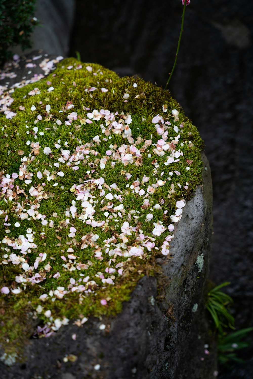 a moss covered rock with flowers on it