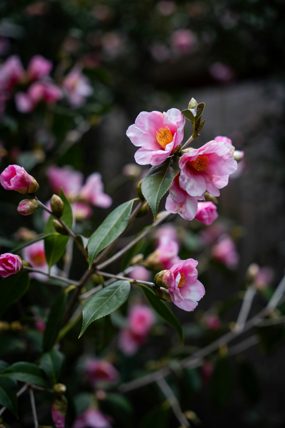 um arbusto com flores cor-de-rosa e folhas verdes