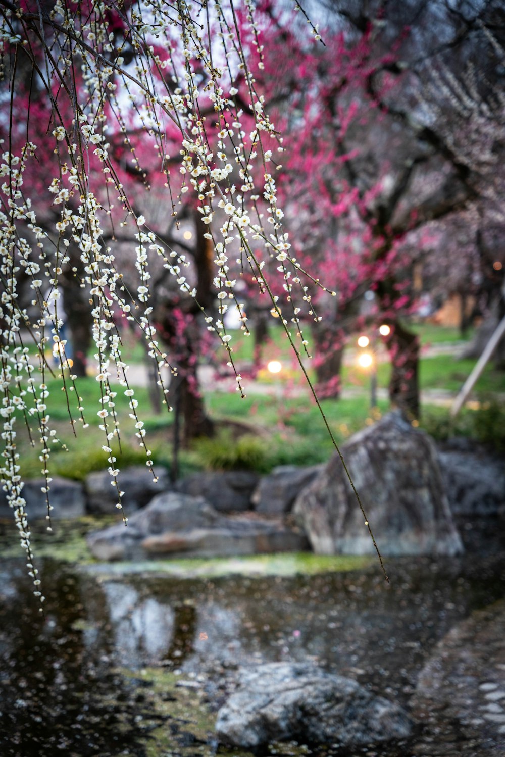 a tree with pink flowers and water in a park