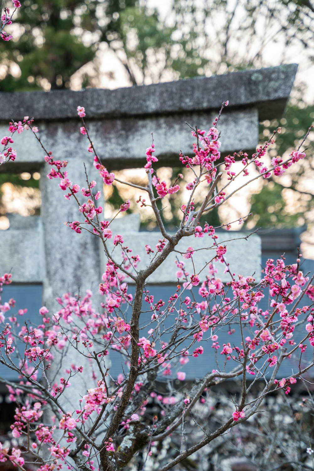 建物の前にピンクの花を咲かせる木