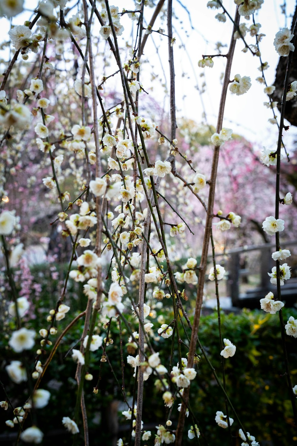 a bunch of white flowers hanging from a tree